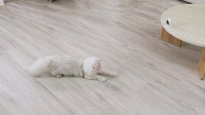 Catch-Me-Dot